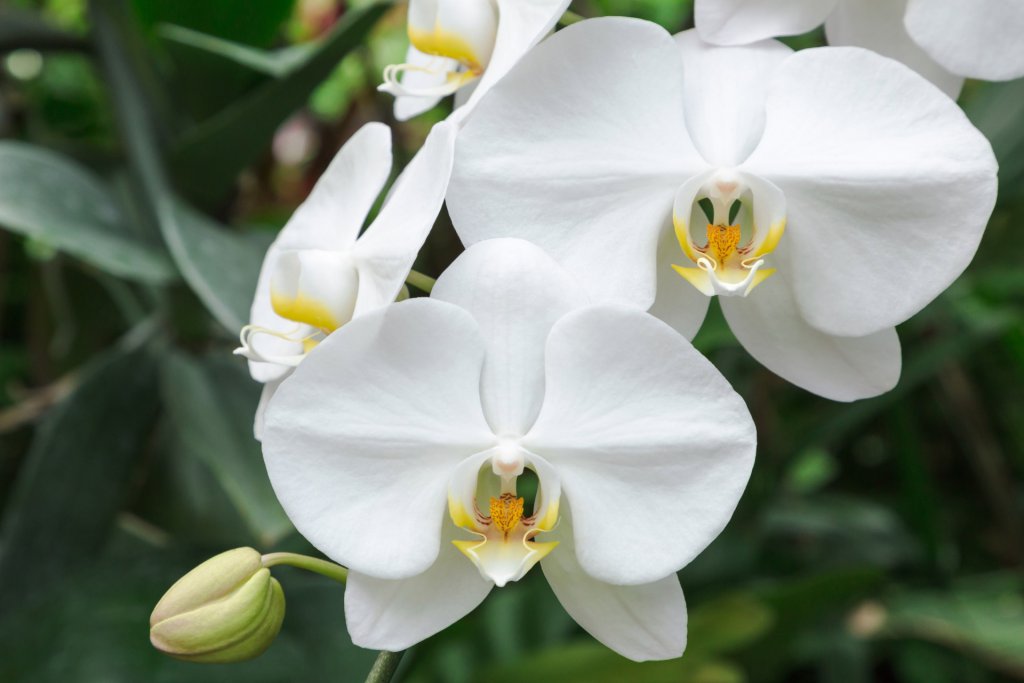 Phalaenopsis Moth Orchid Care Guide Pictures Brilliant Orchids