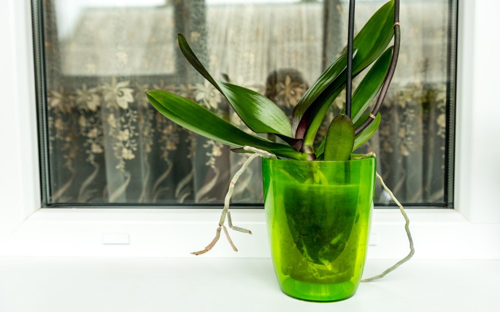 is-my-orchid-dead-can-i-revive-it-care-guide-brilliant-orchids